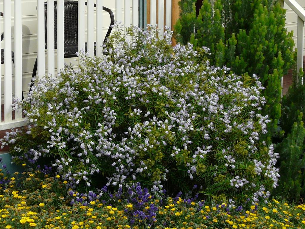 Avoca Cottages Victoria Εξωτερικό φωτογραφία