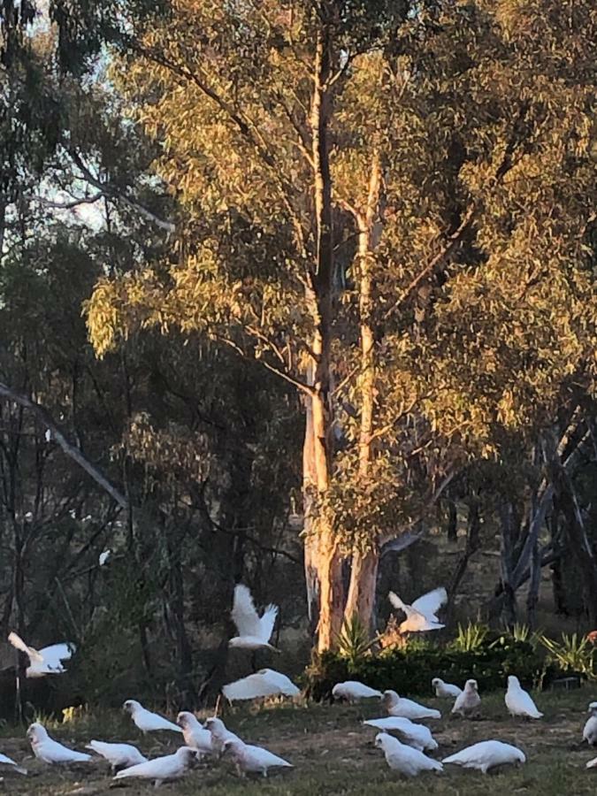 Avoca Cottages Victoria Εξωτερικό φωτογραφία